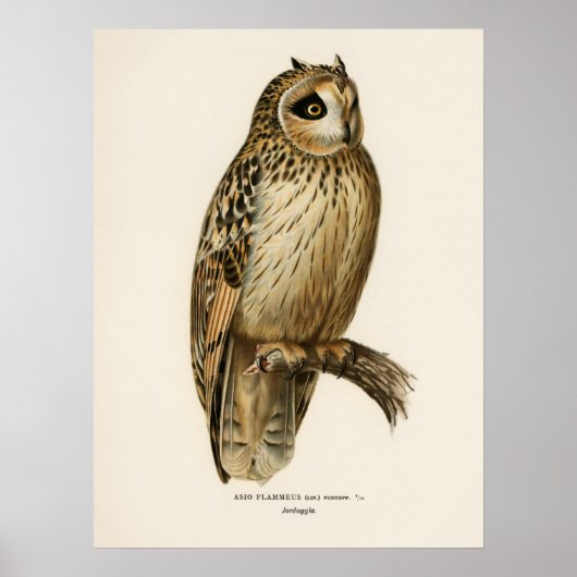  Owl Illustratie Poster (Voorkant)