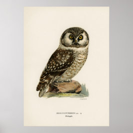 Owl Illustratie Poster