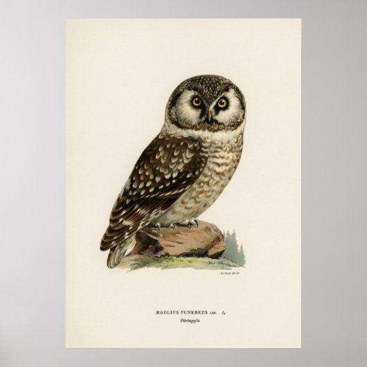 Owl Illustratie Poster (Voorkant)