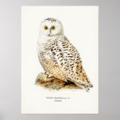  Owl Illustratie Poster (Voorkant)