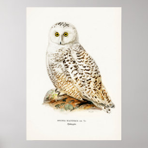 Owl Illustratie Poster