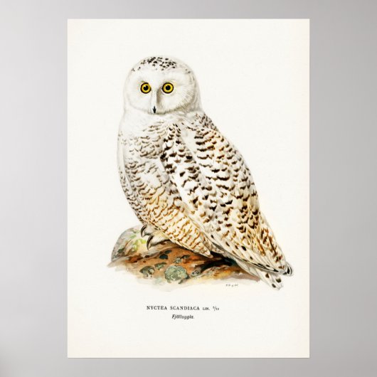  Owl Illustratie Poster (Voorkant)