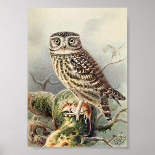 Owl Illustratie Poster