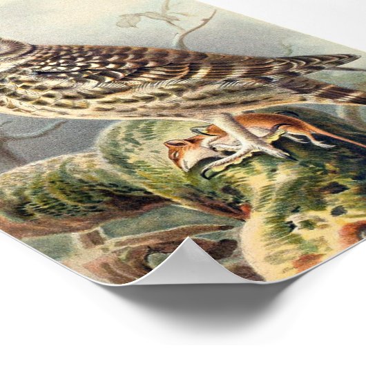  Owl Illustratie Poster (Hoek)