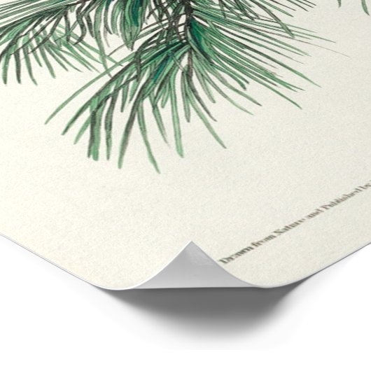  Owl Illustratie Poster (Hoek)