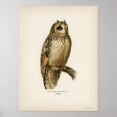 Owl Illustratie Poster (Voorkant)