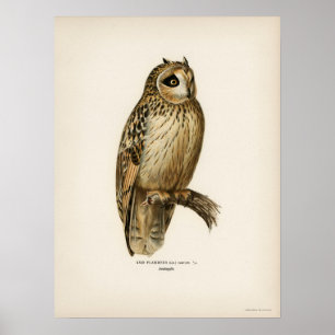  Owl Illustratie Poster