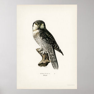  Owl Illustratie Poster