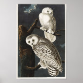 Owl Illustratie Poster (Voorkant)