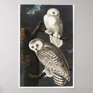 Owl Illustratie Poster