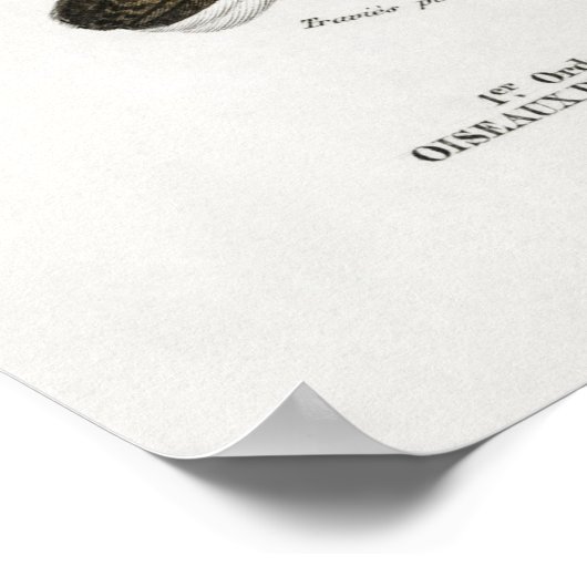  Owl Illustratie Poster (Hoek)