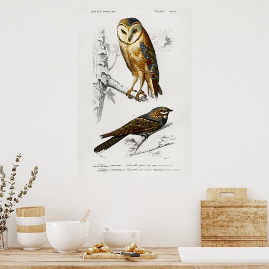  Owl Illustratie Poster (Keuken)