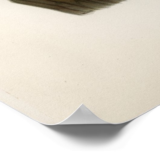  Owl Illustratie Poster (Hoek)