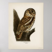 Owl Illustratie Poster (Voorkant)