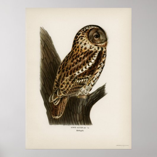 Owl Illustratie Poster (Voorkant)