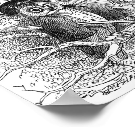 Owl Illustratie Poster (Hoek)