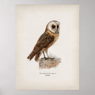  Owl Illustratie Poster