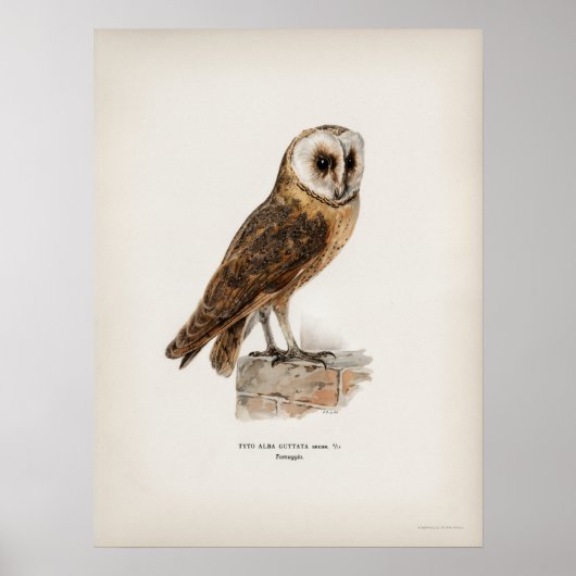  Owl Illustratie Poster (Voorkant)
