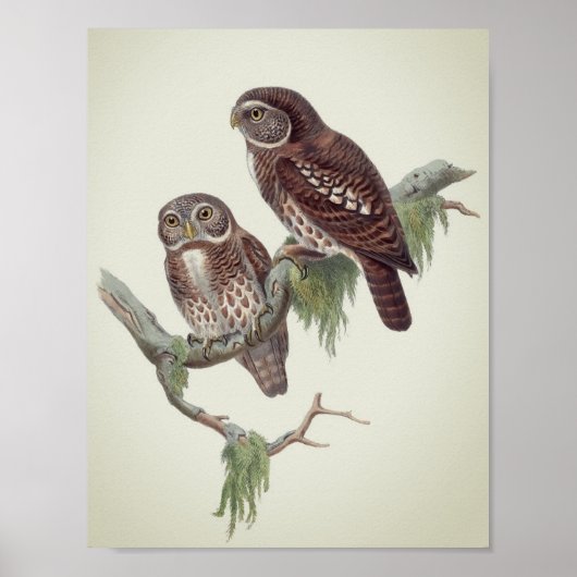 Owl Illustratie Poster (Voorkant)