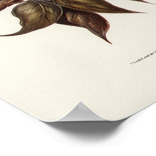  Owl Illustratie Poster (Hoek)