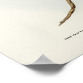  Owl Illustratie Poster (Hoek)