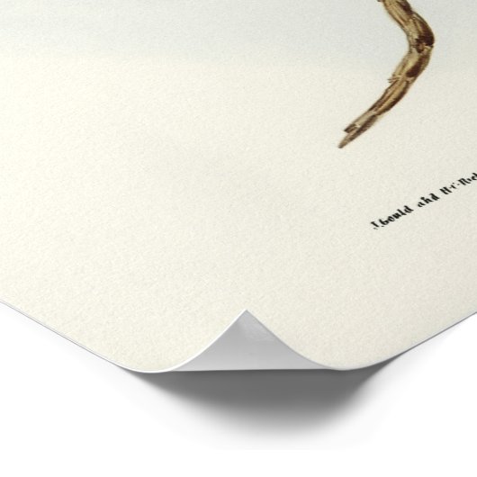 Owl Illustratie Poster (Hoek)