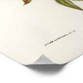  Owl Illustratie Poster (Hoek)