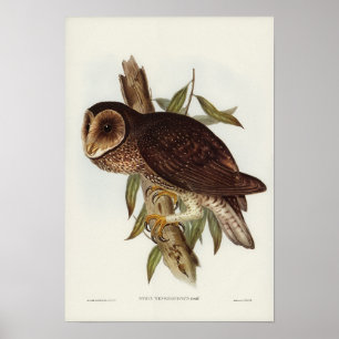  Owl Illustratie Poster