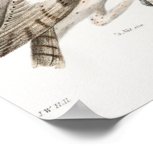  Owl Illustratie Poster (Hoek)