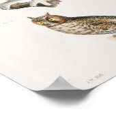  Owl Illustratie Poster (Hoek)