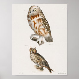  Owl Illustratie Poster