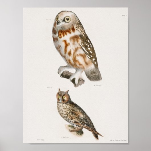  Owl Illustratie Poster (Voorkant)