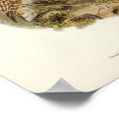  Owl Illustratie Poster (Hoek)