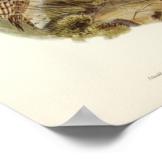  Owl Illustratie Poster (Hoek)