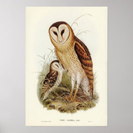  Owl Illustratie Poster