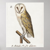 Owl Illustratie Poster (Voorkant)