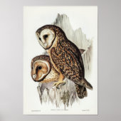 Owl Illustratie Poster (Voorkant)