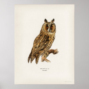 Owl Illustratie Poster