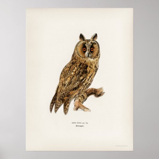  Owl Illustratie Poster (Voorkant)