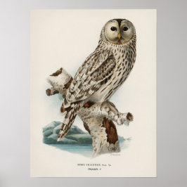  Owl Illustratie Poster