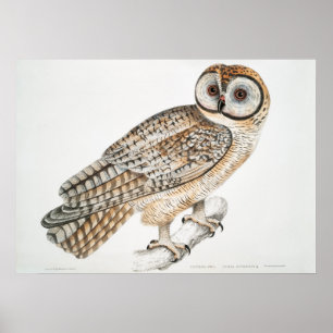 Owl Illustratie Poster