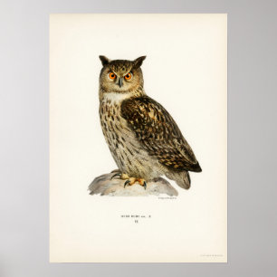 Owl Illustratie Poster
