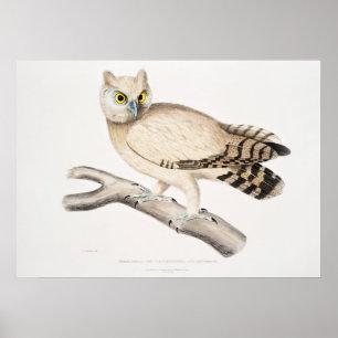  Owl Illustratie Poster