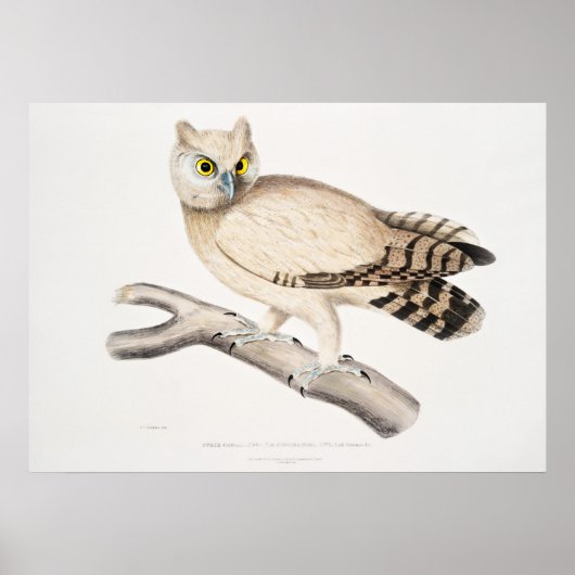 Owl Illustratie Poster (Voorkant)