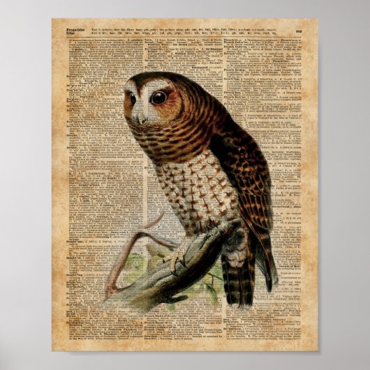 Owl Illustratie Zoology Dictionary Art Poster (Voorkant)