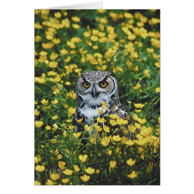 Owl in Buttercups (Voorkant)