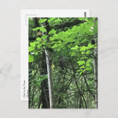 Owl in de bomen, Oregon Briefkaart (Voorkant / Achterkant)