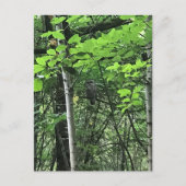 Owl in de bomen, Oregon Briefkaart (Voorkant)
