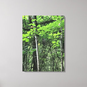 Owl in de bomen, Oregon Canvas Afdruk