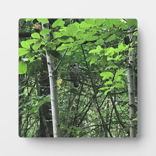 Owl in de bomen, Oregon Fotoplaat
